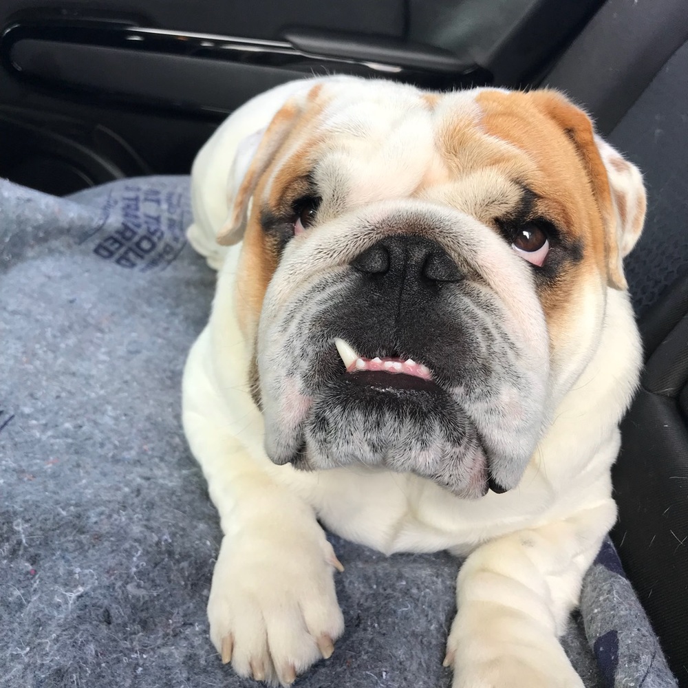 Meet your Posher, Frederica